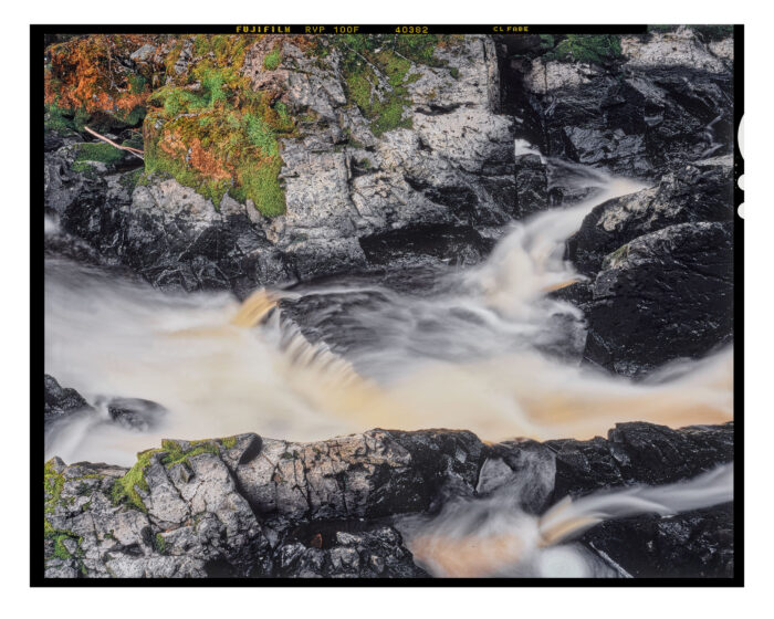 Cisco Branch #8 - Color Fine Art Print from 4x5 Transparency Film