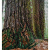 Old Growth White Pines, Cook Forest - Museum Quality Color Print from 4x5 Film