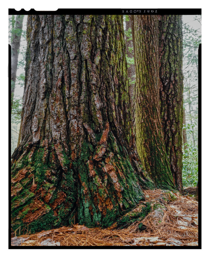 Old Growth White Pines, Cook Forest - Museum Quality Color Print from 4x5 Film