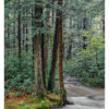 "Standing Stone Creek #11" is offered as a limited edition, color fine art photographic print. I captured this subject in Alan Seeger Natural Area in Rothrock State Forest, Pennsylvania