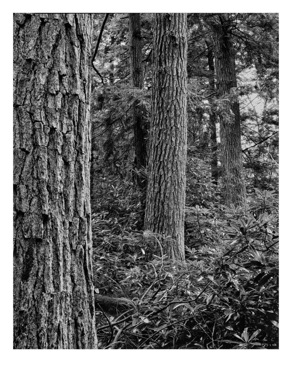 Doomed Hemlocks #22 - B&W Archival Photographic Print from 4x5