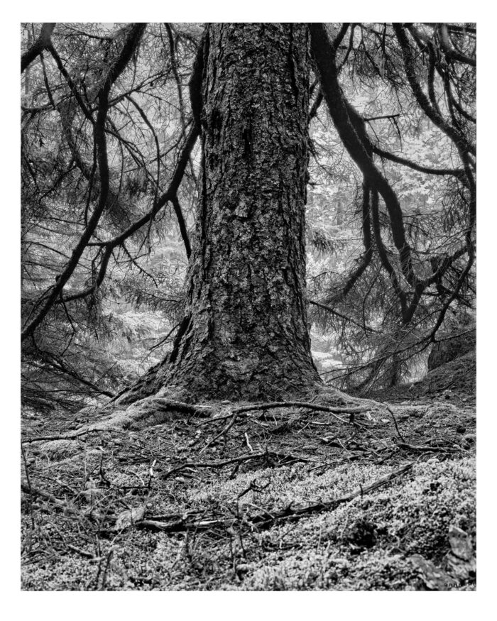 Acadian Spruce #4, B&W Photographic Print from 4x5 Film