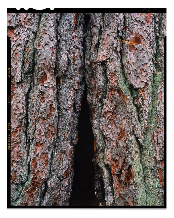 Old Growth Red Pine - Color Fine Art Print from 4x5 Film