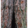 Old Growth Red Pine #5