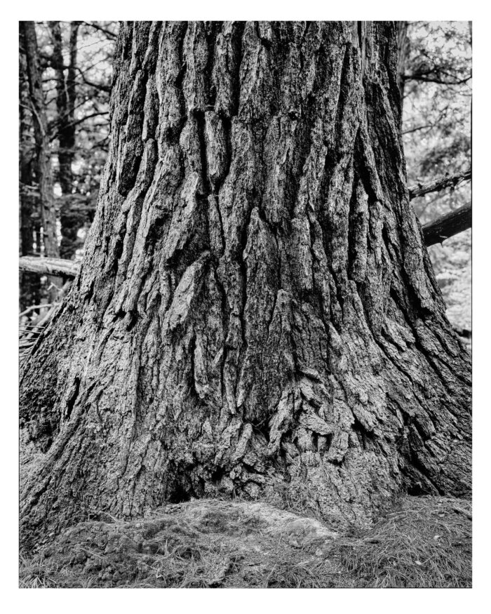 Ancient White Pine #7, Black River - Fine Art B&W Print "Ancient White Pine #7 in B&W" is offered as a limited edition, fine art black and white photographic print. I captured this subject in 4x5 film with an Ebony 4x5 view camera and 135mm APO Rodenstock Sironar S APO lens in the Upper Peninsula of Michigan.
