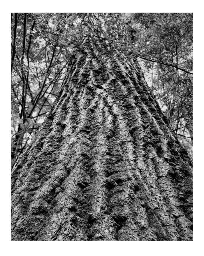 Red Oak in Hemlocks, Black and White Fine Art Photographic Print from 4x5 Film