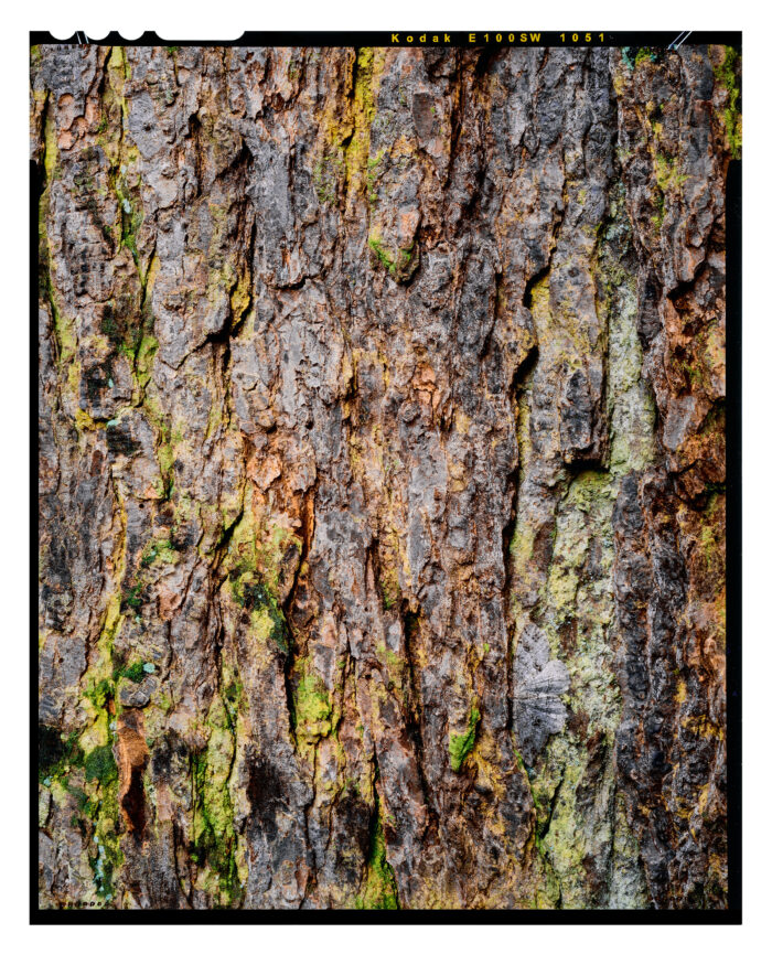 Moth and Hemlock - Color Fine Art Print from 4x5 Film