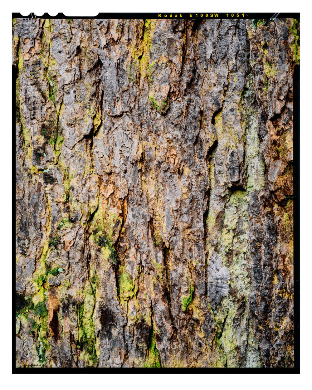 Fine Art Color Print “Moth on an Ancient Hemlock” is offered as a limited edition, color fine art photographic print. I captured this subject in Alan Seeger Natural Area in Rothrock State Forest, Pennsylvania