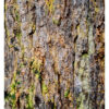 "Moth on an Ancient Hemlock" is offered as a limited edition, color fine art photographic print. I captured this subject in Alan Seeger Natural Area in Rothrock State Forest, Pennsylvania on Kodak 4x5 E100SW transparency film with an Ebony 4x5 view camera and 150mm APO Rodenstock Sironar S APO lens.