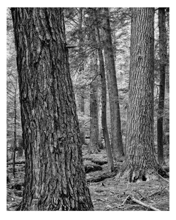 Doomed Hemlocks #16 - Black and White Fine Art Photographic Print - "Doomed Hemlocks #16 in B&W" is offered as a limited edition, fine art black and white photographic print. I captured this subject with an Ebony 4x5 view camera and 135mm Rodenstock Sironar S lens in the Detweiler Run Natural Area of Rothrock State Forest, Pennsylvania.