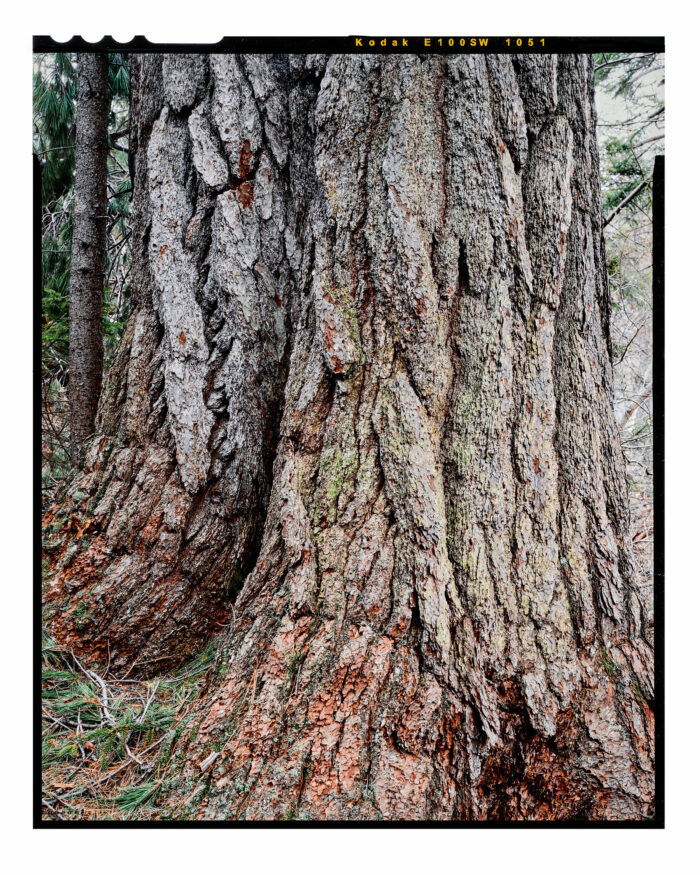 Kings Pine, Ancient White Pine NH - Color Fine Art Print from 4x5 Transparency Film