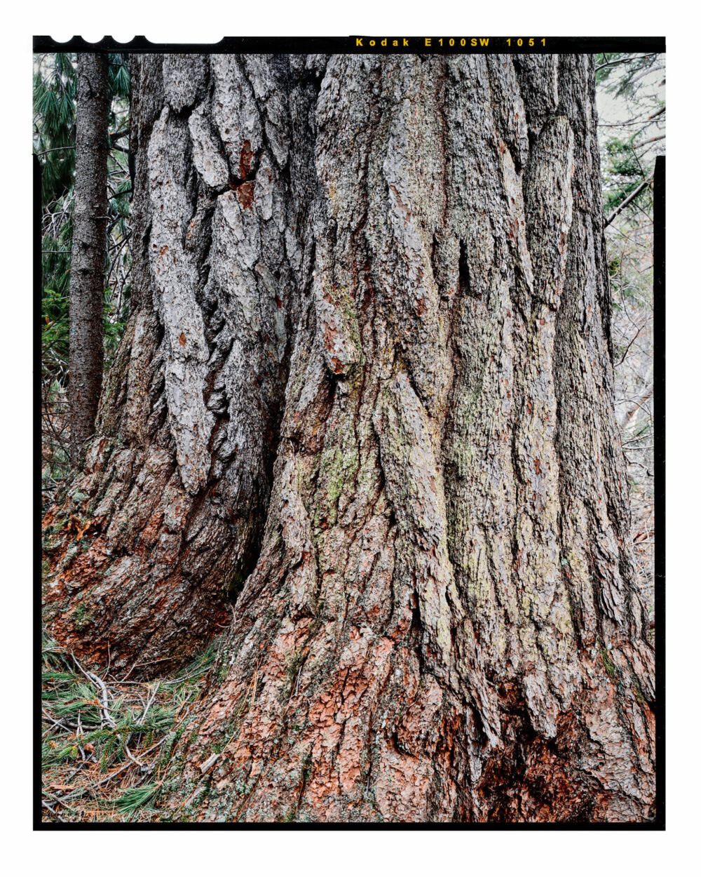 Kings Pine, Ancient White Pine NH - Color Fine Art Print from 4x5 Transparency Film