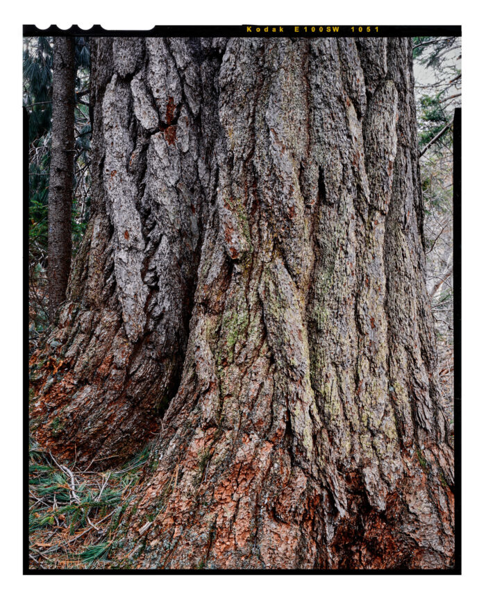 Kings Pine, Ancient White Pine NH - Color Print from 4x5 Transparency Film