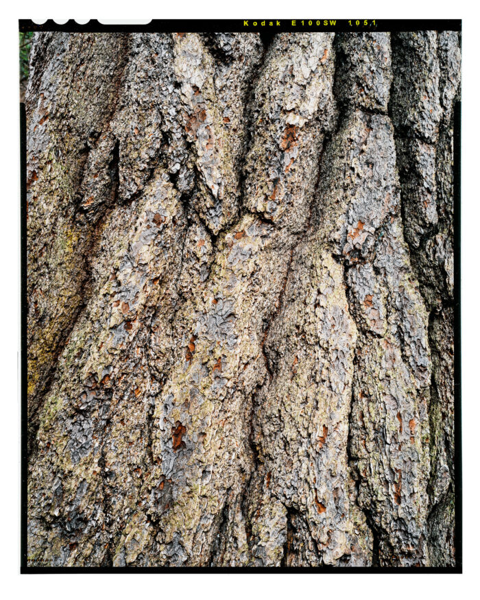 Kings Pine, Old Growth White Pine NH, Fine Art Color Print