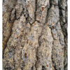 Kings Pine, Ancient White Pine NH - Color Fine Art Print