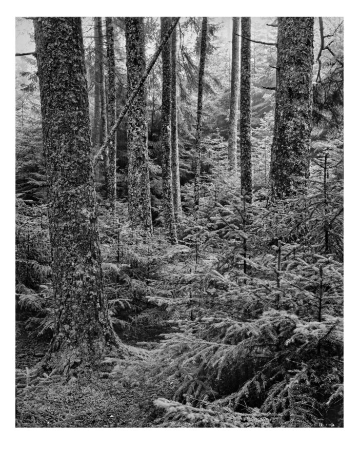 Acadian Spruce #12 - B&W Landscape Print from 4x5 Film "Acadian Spruce #12 in B&W" is offered as a limited edition, fine art black and white photographic print. I captured this subject in 4x5 film with an Ebony 4x5 view camera and 135mm APO Rodenstock Sironar S APO lens in Acadia National Park, Maine.