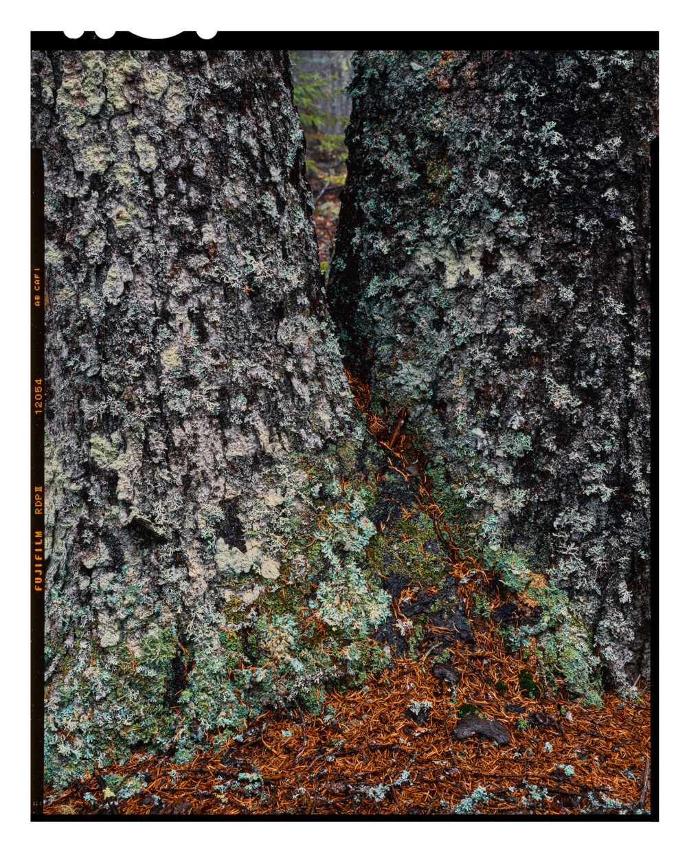 Spruce and Lichens in Acadia