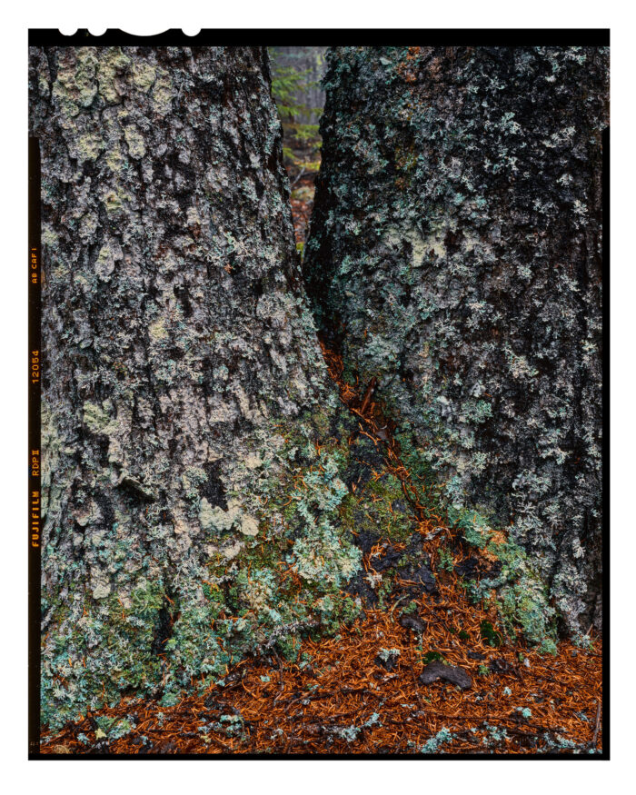 Lichens in Acadia - Color Landscape Print from 4x5 Film