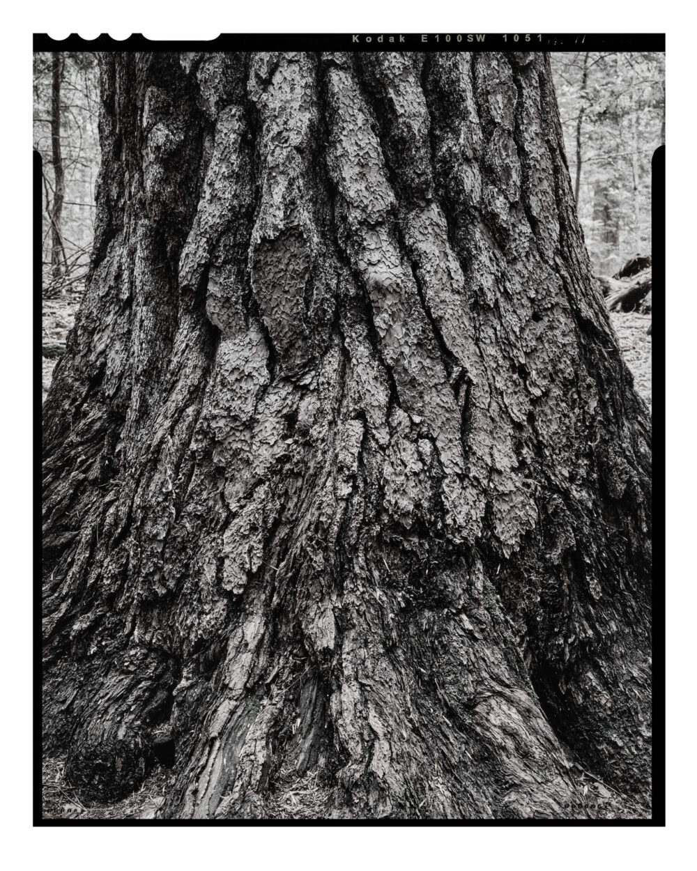 Old Growth White Pine - Muted Monochrome Fine Art Print from 4x5 Film "Old Growth White Pine in Muted Monochrome" is offered as a limited edition, fine art black and white photographic print. I captured this subject in 4x5 film with an Ebony 4x5 view camera and 135mm APO Rodenstock Sironar S APO lens in Cook Forest State Park, Pennsylvania.
