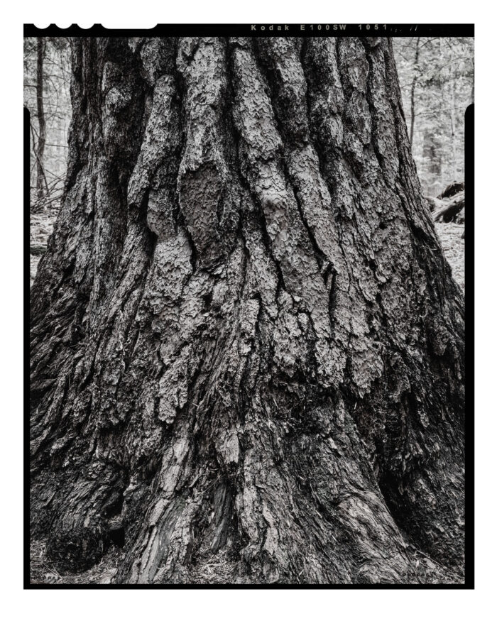 Old Growth White Pine - Muted Monochrome Fine Art Print from 4x5 Film "Old Growth White Pine in Muted Monochrome" is offered as a limited edition, fine art black and white photographic print. I captured this subject in 4x5 film with an Ebony 4x5 view camera and 135mm APO Rodenstock Sironar S APO lens in Cook Forest State Park, Pennsylvania.
