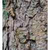 "Ancient Birch #8" is offered as a limited edition, color fine art photographic landscape print. I captured this subject in the White Mountains of New Hampshire on Kodak E100s color 4x5 transparency film with an Ebony 4x5 view camera and 180mm APO Rodenstock Sironar S APO lens.