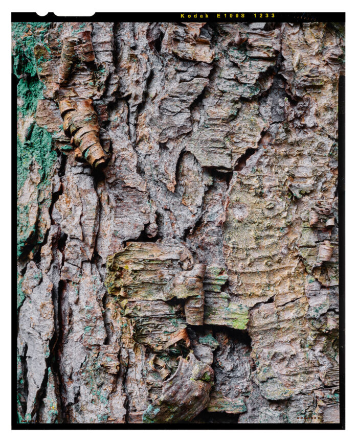 Ancient Birch #8 - Color Landscape Print from 4x5 Transparency