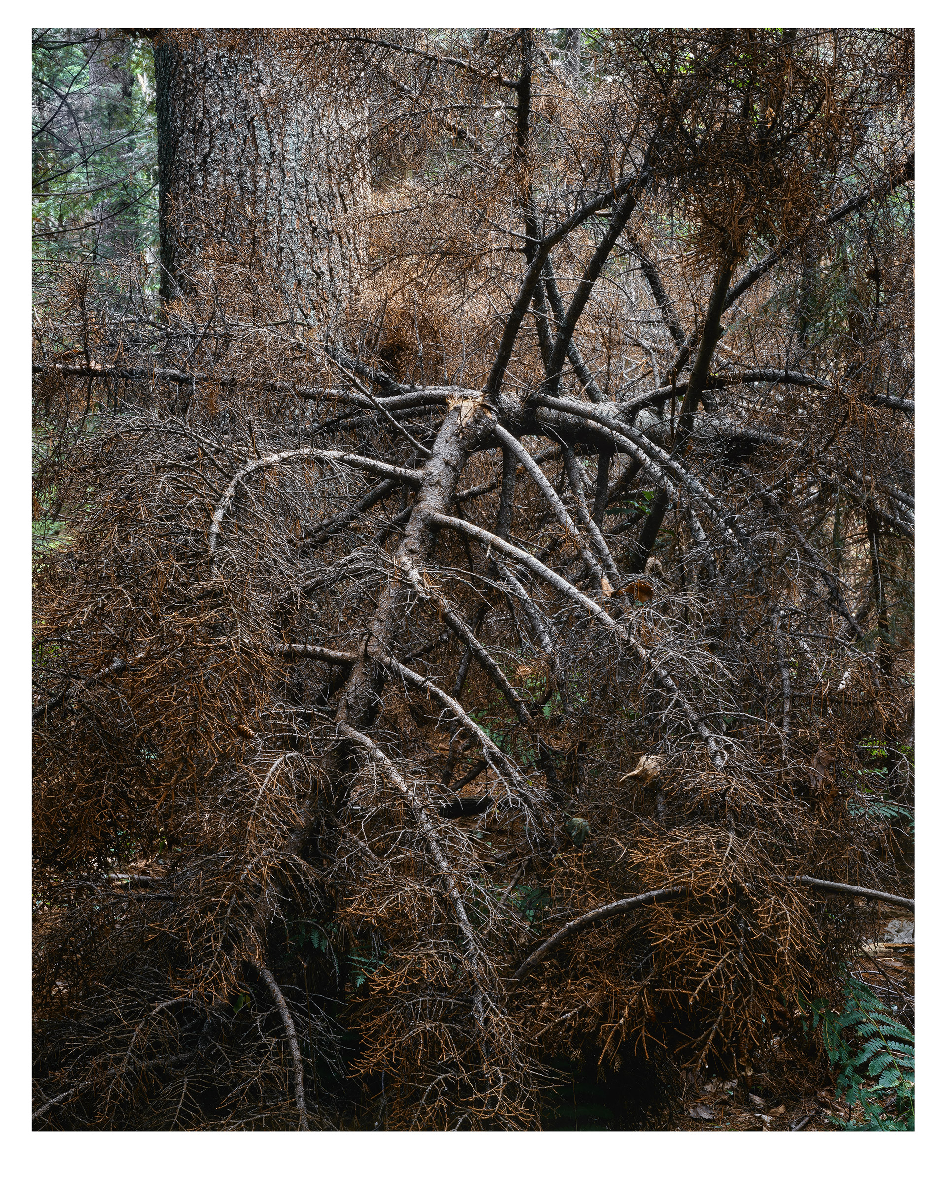 "Nature's Chaos, for Eliot Porter" is offered as a limited edition, color fine art photographic print. I captured this subject in Acadia National Park, Maine