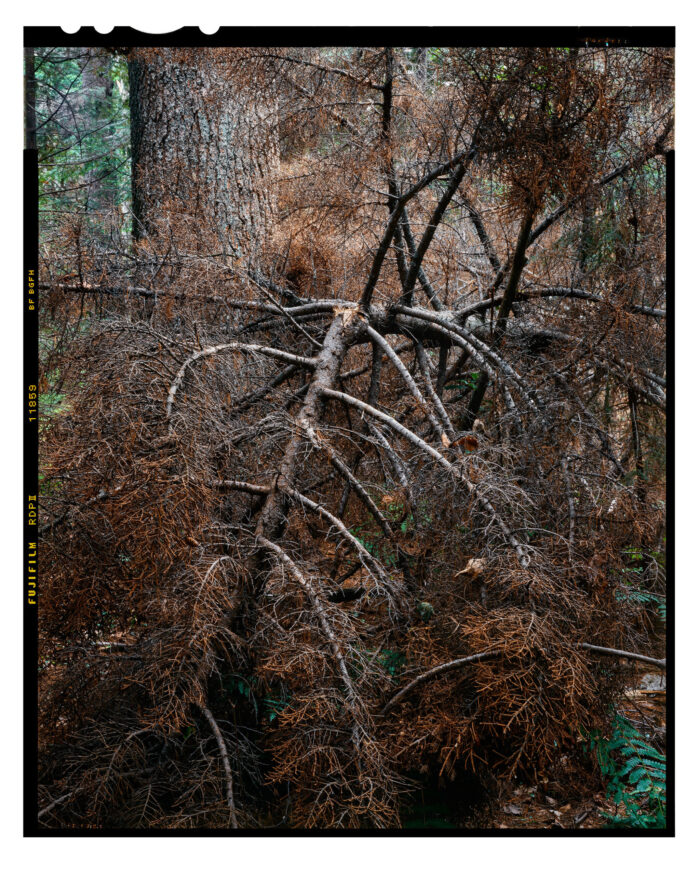 Chaos, for Eliot Porter - Fine Art Color Print from 4x5 Transparency Film