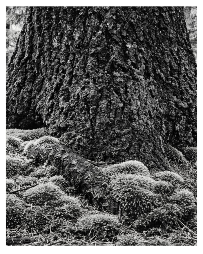 Root and Moss in B&W _ Fine Art Photographic Print from 4x5 Film "Root and Moss in B&W" is offered as a limited edition, fine art black and white photographic print. I captured this subject in 4x5 Kodak TMax 100 film with an Ebony 4x5 view camera and 135mm APO Rodenstock Sironar S APO lens in the Rothrock State Forest in Pennsylvania.