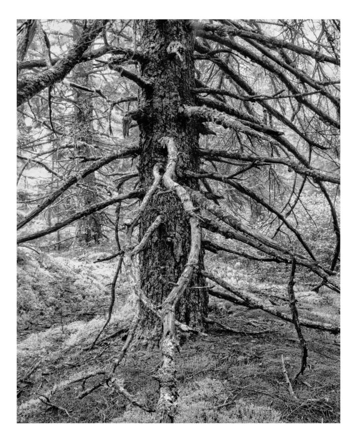 "Spruce in Acadia NP #3" is offered as a limited edition, fine art black and white photographic print. I captured this subject in 4x5 film with an Ebony 4x5 view camera and 135mm APO Rodenstock Sironar S APO lens in Acadia National Park, Maine.