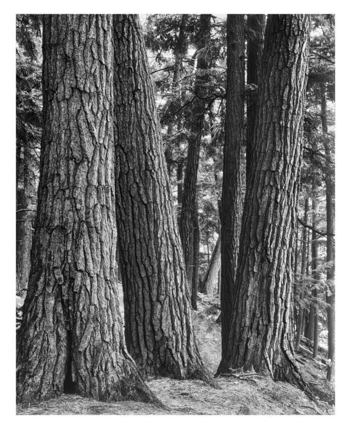 Black River White Pines, B&W Photographic Print from 4x5 Film - "Black River White Pines #1" is offered as a limited edition, fine art black and white photographic print. I captured this subject in 4x5 film with an Ebony 4x5 view camera and 135mm APO Rodenstock Sironar S APO lens in the Upper Peninsula of Michigan.