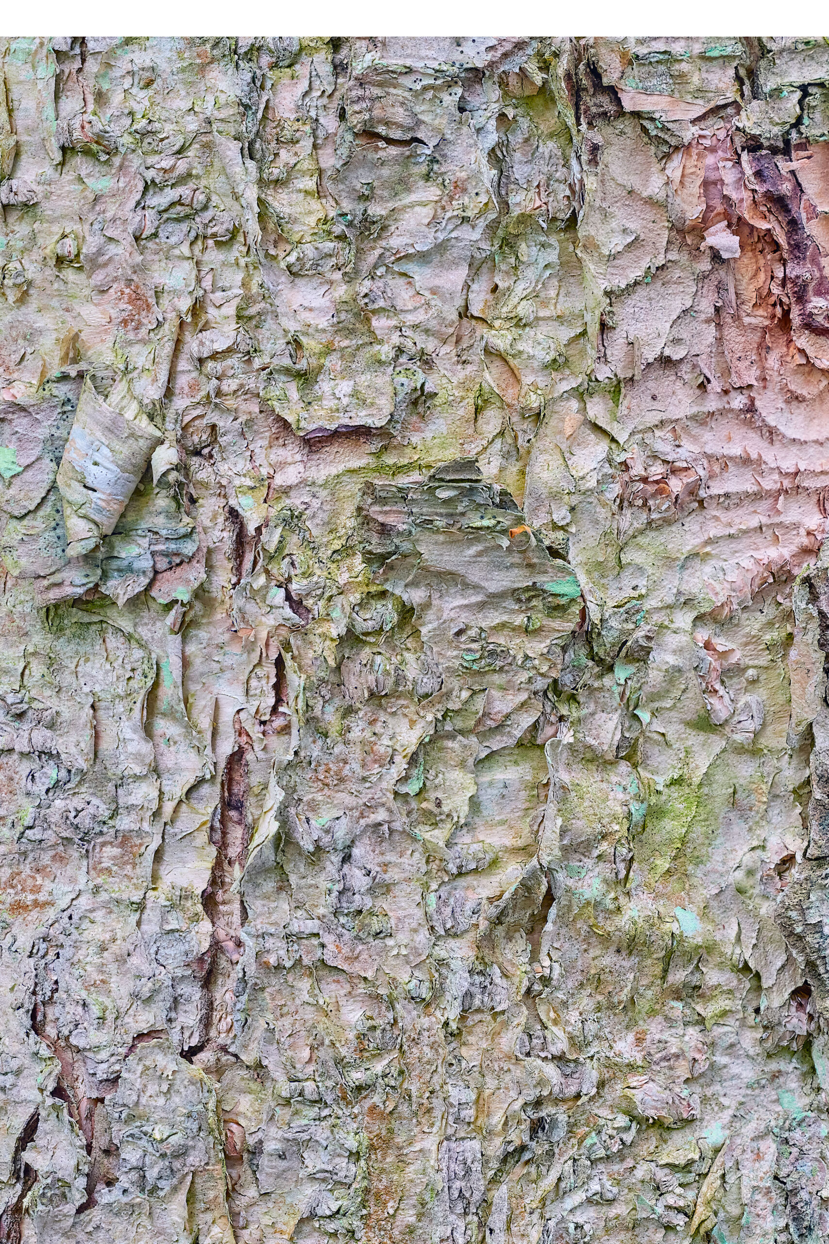 old growth birch tree in pastels - fine art color photographic print