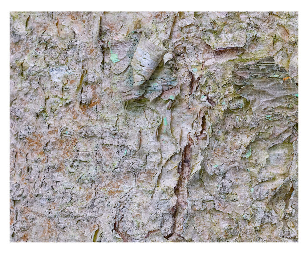 Ancient Birch in Pastels #2, Franconia Notch, NH Museum Quality Prints