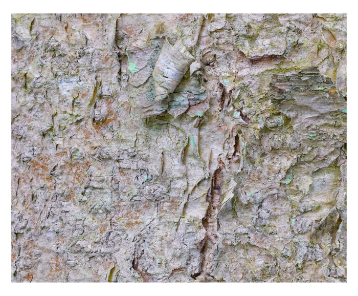 Ancient Birch in Pastels #2, Franconia Notch, NH Museum Quality Prints