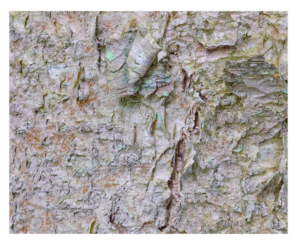 Ancient Birch in Pastels #2, Franconia Notch, NH Museum Quality Prints