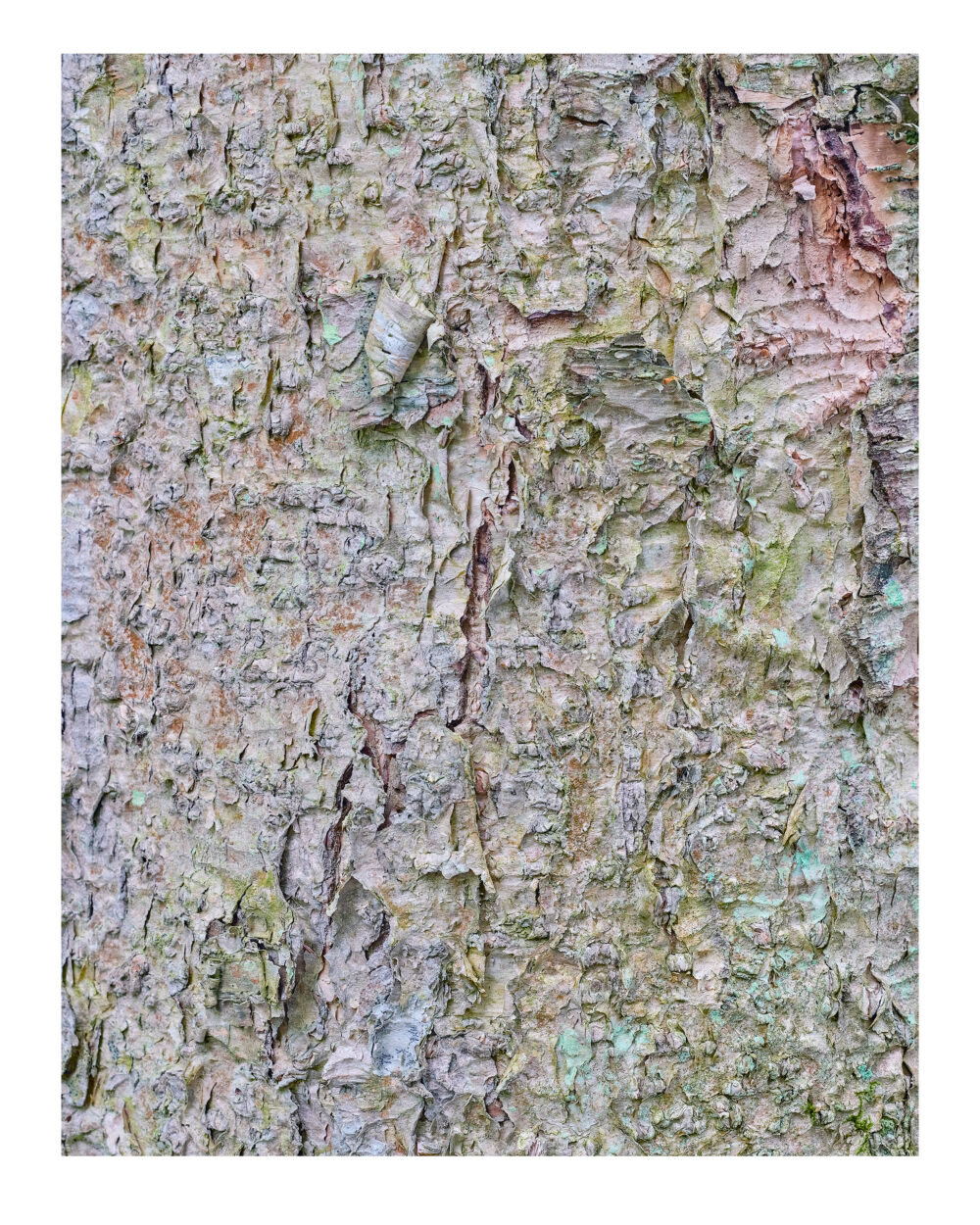 Ancient Birch in Pastels #4, Franconia Notch, NH Museum Quality Prints