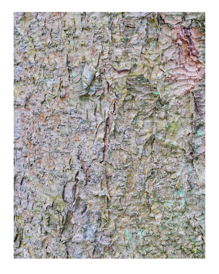 Ancient Birch in Pastels #4, Franconia Notch, NH Museum Quality Prints