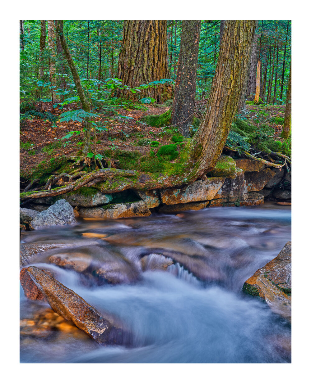 Hemlock and Water Cascade - Pemigewasset River #21 The Basin Franconia Notch, NH Fine Art Print