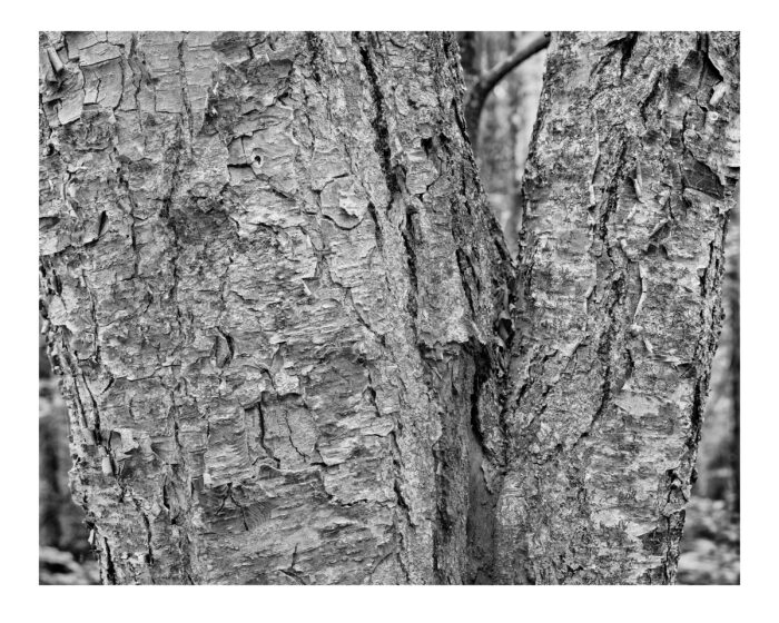 Old Growth Birch #7 -Pemigewasset River-Basin Franconia Notch, NH - B&W Fine Art Print