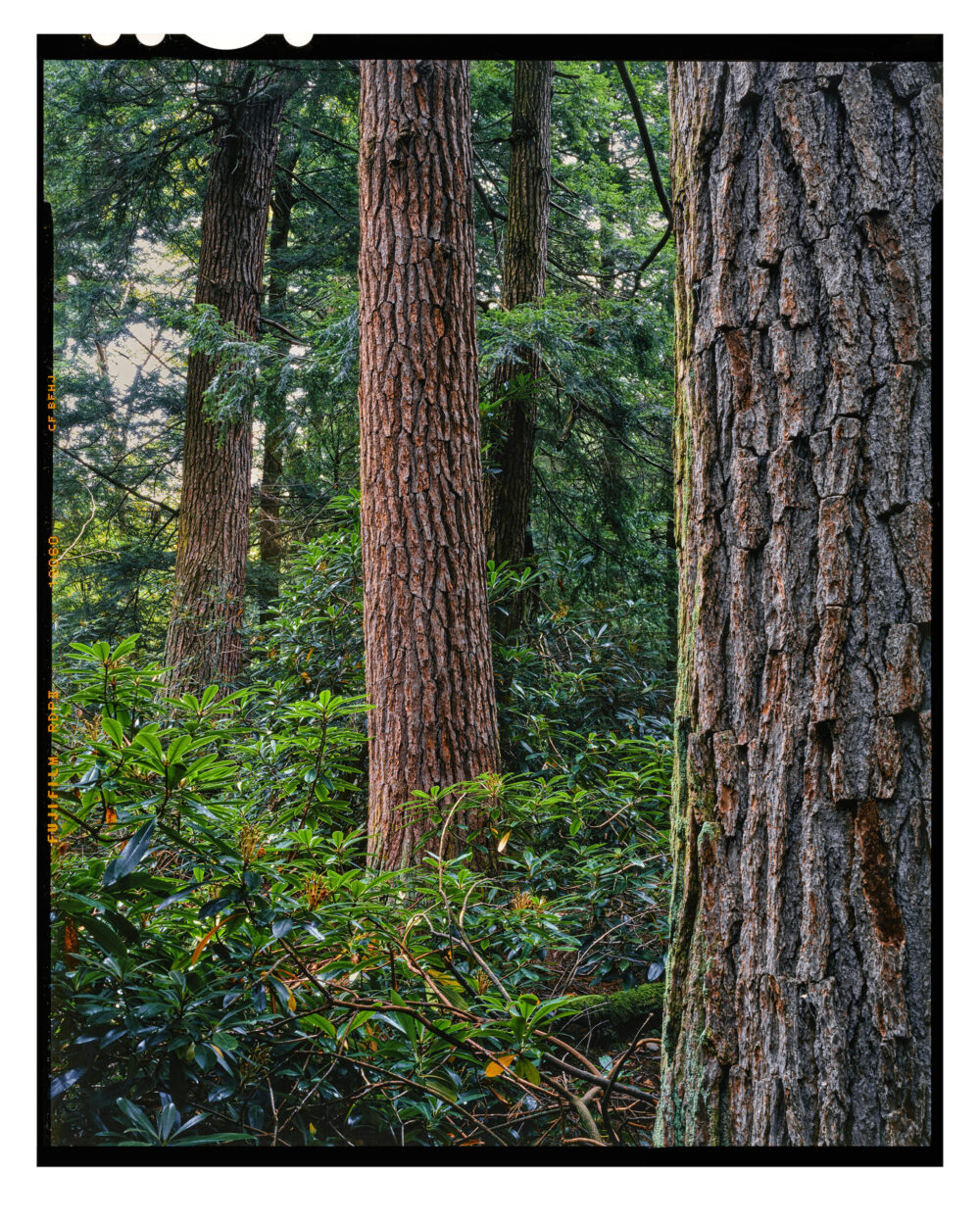 "Doomed Hemlocks #18" is offered as a limited edition, fine art Color photographic print. I captured this subject in the Detweiler Run Natural Area of Rothrock State Forest, Pennsylvania.