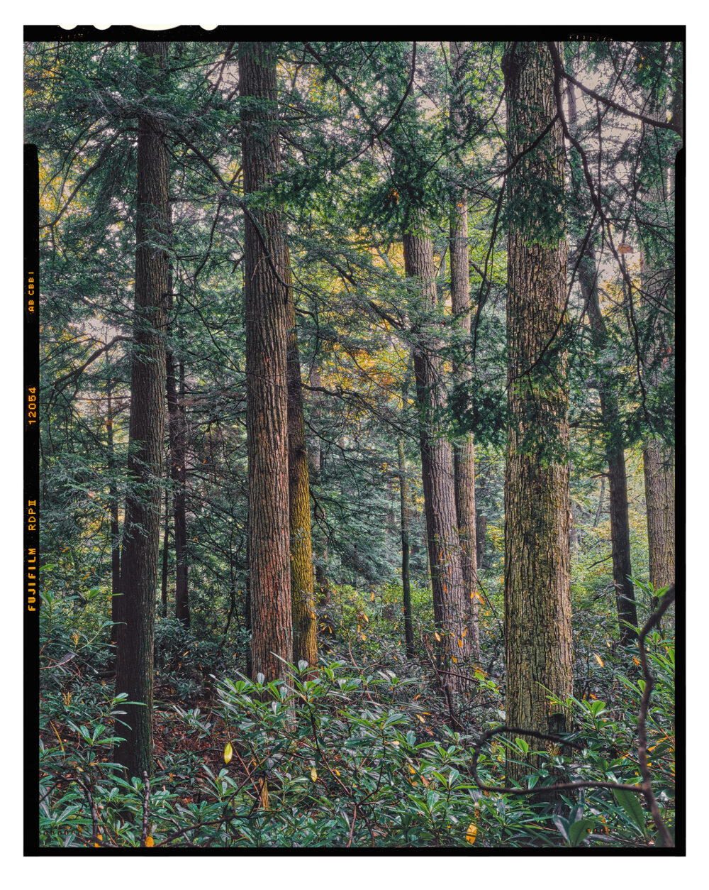 "Doomed Hemlocks #17" is offered as a limited edition, fine art Color photographic print. I captured this subject in Kodak E100SW 4x5 transparency film with an Ebony 4x5 view camera and 135mm Rodenstock Sironar S lens in the Detweiler Run Natural Area of Rothrock State Forest, Pennsylvania.