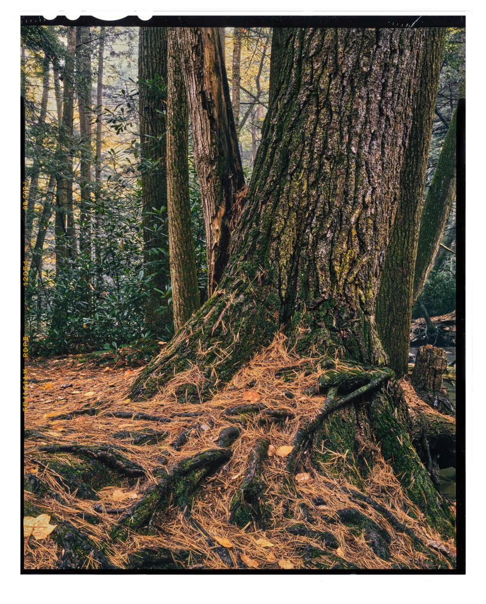 "Old Growth White Pine in Early Fall" is offered as a limited edition, color fine art photographic print. I captured this subject in Alan Seeger Natural Area in Rothrock State Forest, Pennsylvania