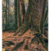 "Old Growth White Pine in Early Fall" is offered as a limited edition, color fine art photographic print. I captured this subject in Alan Seeger Natural Area in Rothrock State Forest, Pennsylvania