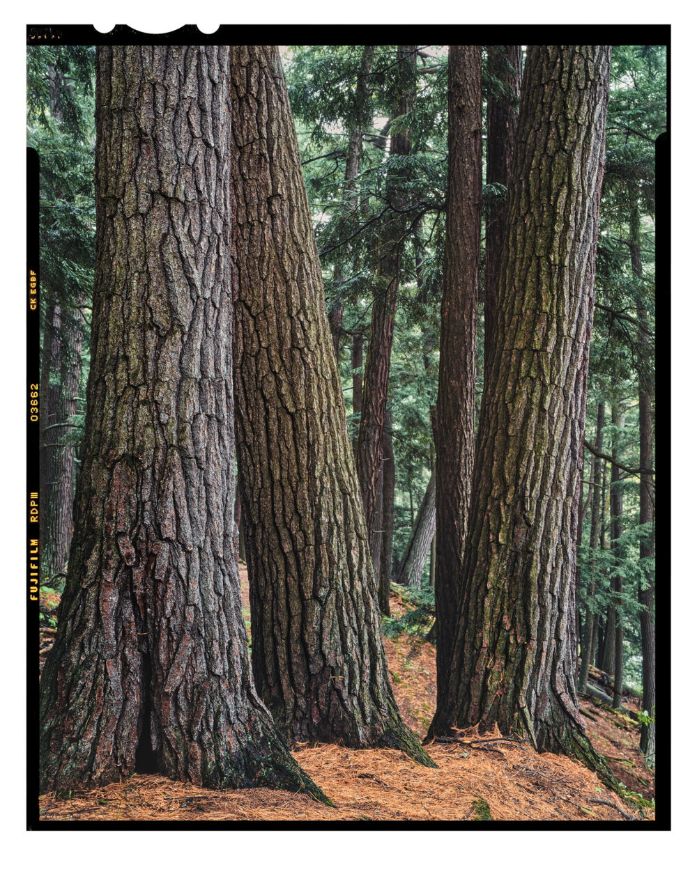 "Old Growth White Pines, Black River #10" is offered as a limited edition, fine art Muted Color photographic print. I captured this subject near the Black River in the Upper Peninsula of Michigan.