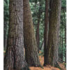 "Old Growth White Pines, Black River #10" is offered as a limited edition, fine art Muted Color photographic print. I captured this subject near the Black River in the Upper Peninsula of Michigan.