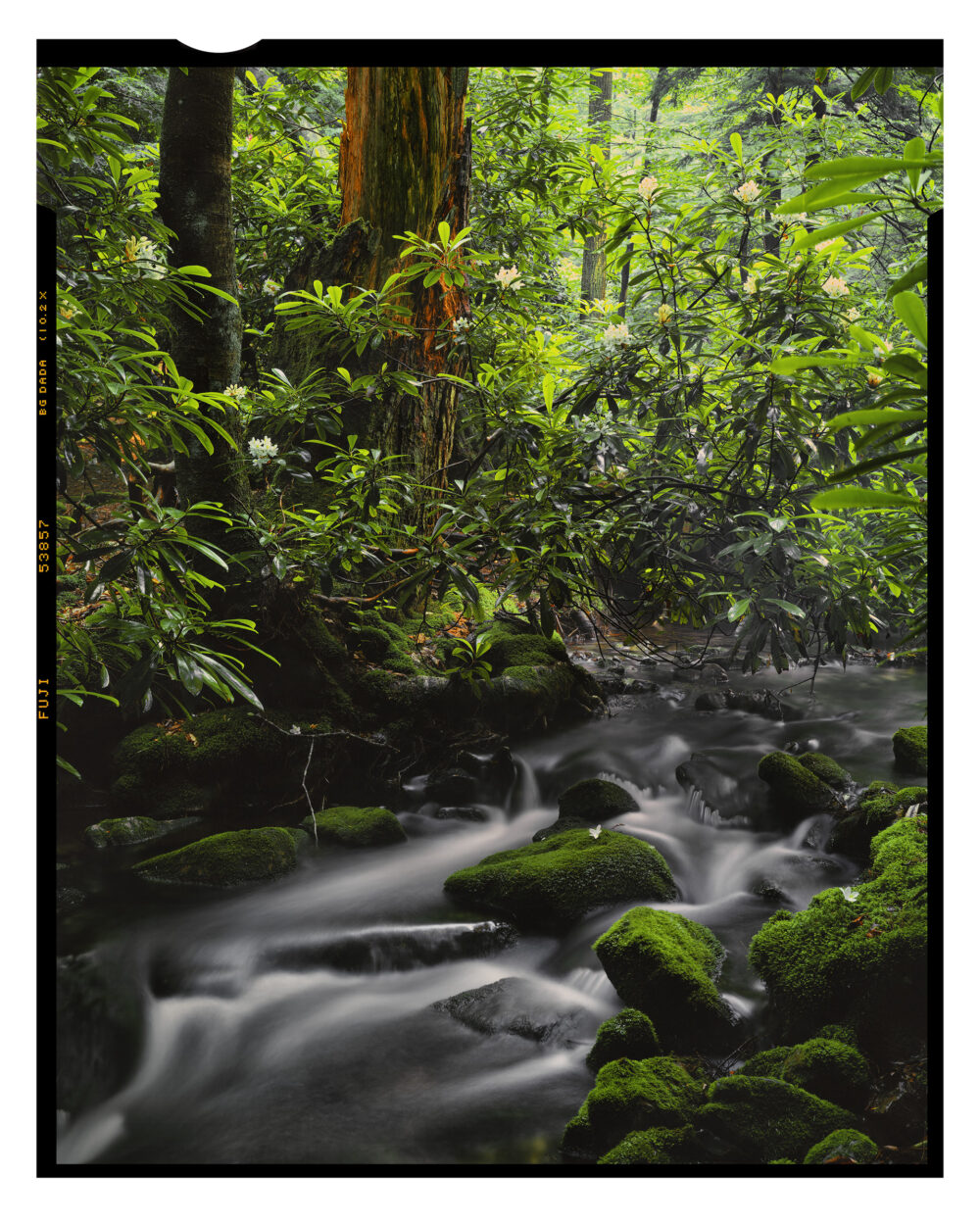 "Detweiler Run #2" is offered as a limited edition, fine art color photographic print -Detweiler Run Natural Area of Rothrock State Forest, Pennsylvania.