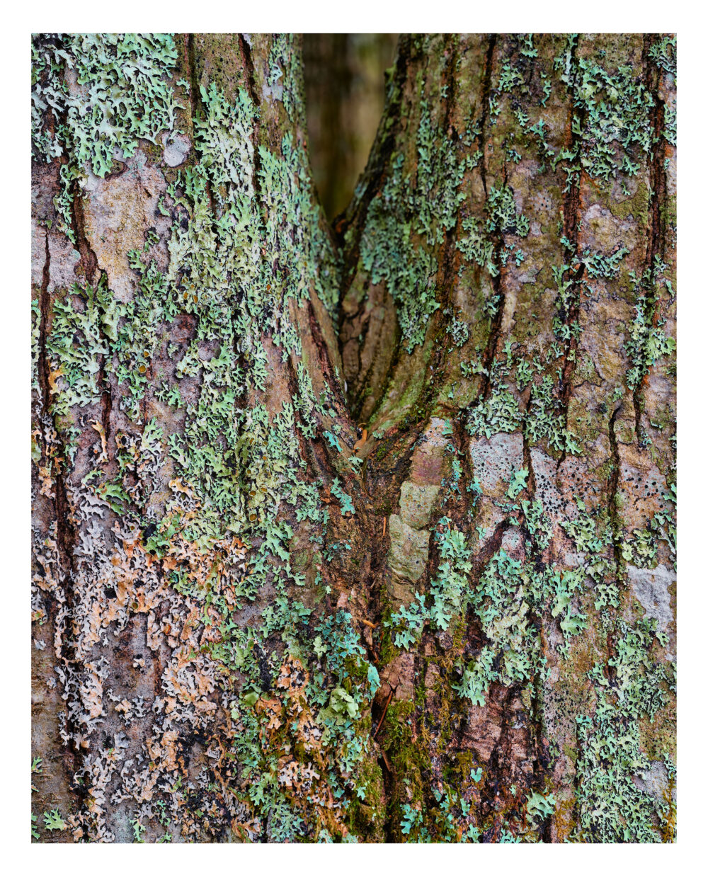 "Northern Red Oak #1" is offered as a limited edition, color fine art photographic landscape print. I captured this tree portrait on Mount Desert Island, Maine.