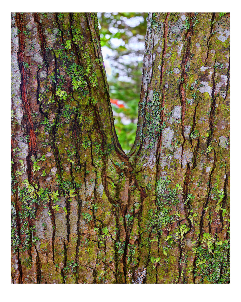 "Northern Red Oak #2" is offered as a limited edition, color fine art photographic print. I captured this tree portrait on Mount Desert Island, Maine.