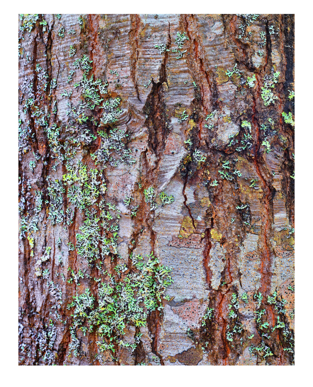 "Northern Red Oak #3" is offered as a limited edition, color fine art photographic print. I captured this tree portrait on Mount Desert Island, Maine.