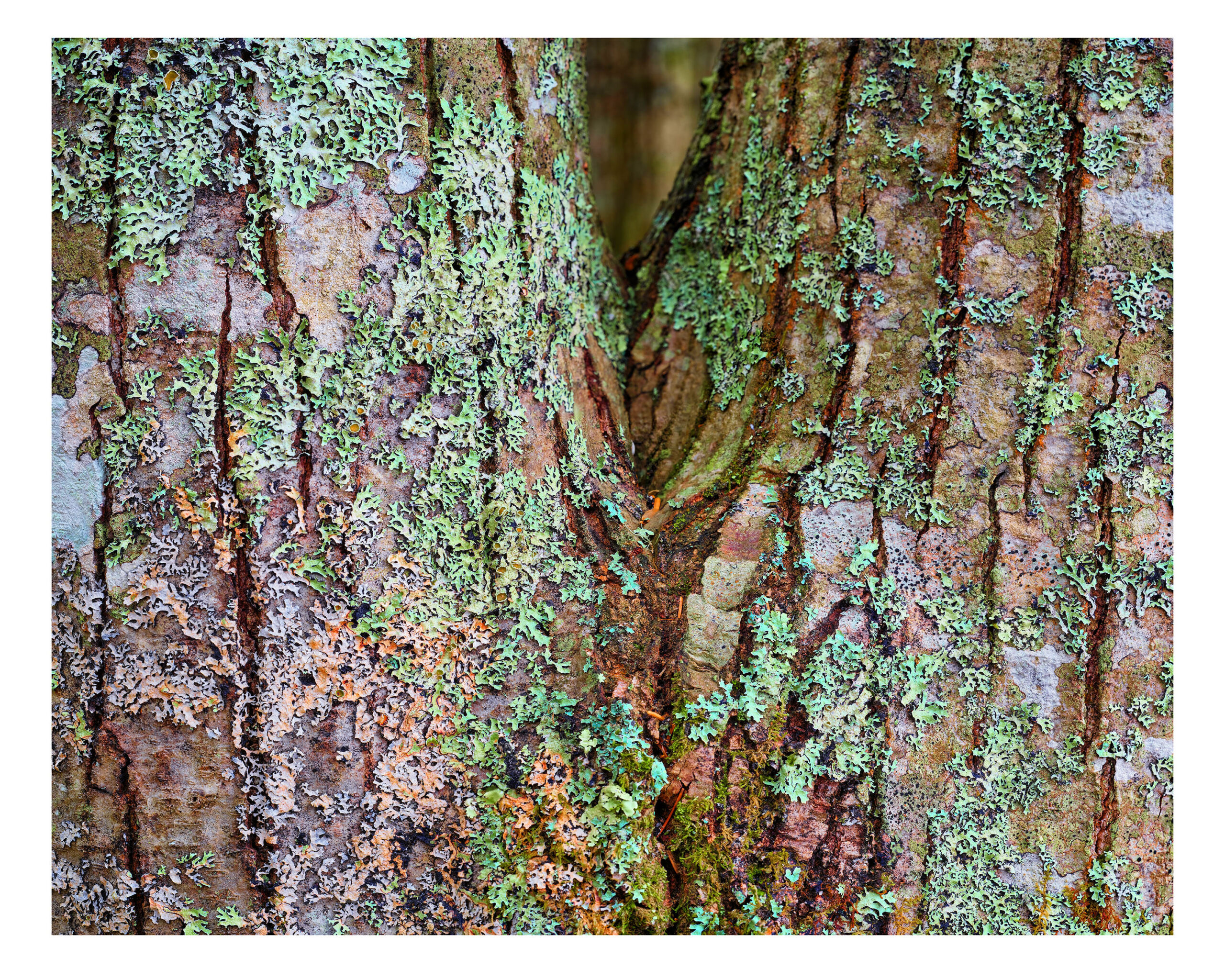 "Northern Red Oak #4" is offered as a limited edition, color fine art photographic print. I captured this tree portrait on Mount Desert Island, Maine.